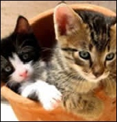 kittens in pot